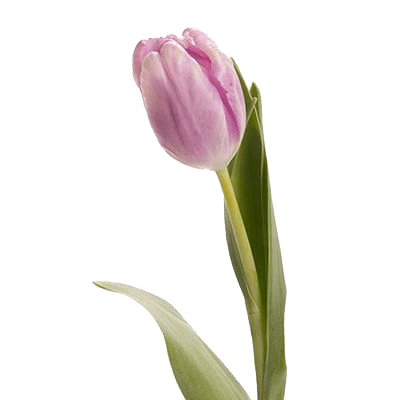 Тюльпан лавандовый