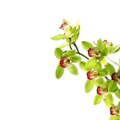 Орхидея зеленая (под заказ)