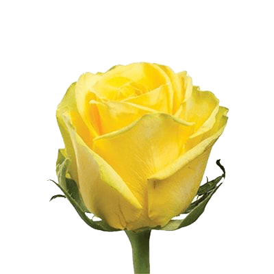 Роза желтая