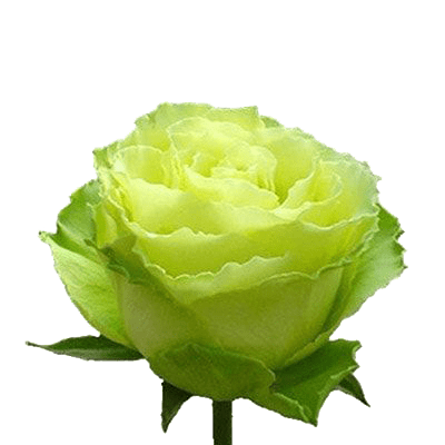Роза зеленая