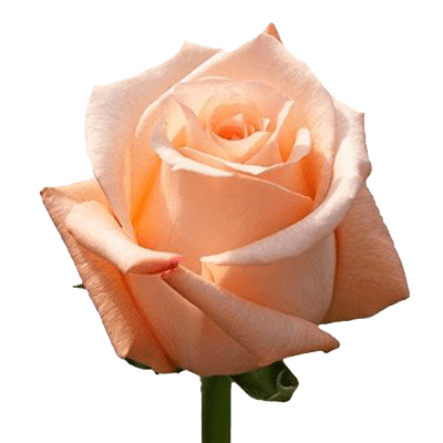 Роза персиковая