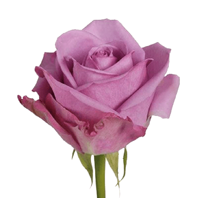 Роза лиловая