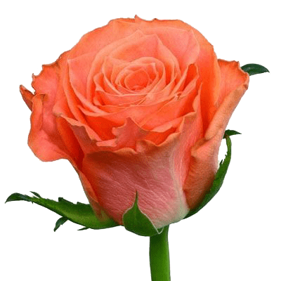 Роза коралловая (70 см)