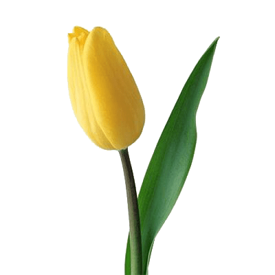Тюльпан желтый