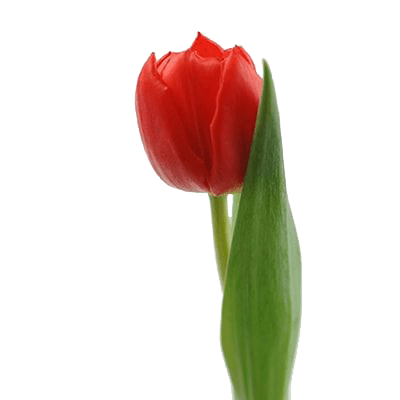 Тюльпан красный