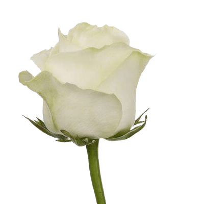 Роза белая