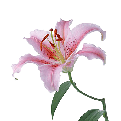 Лилия розовая